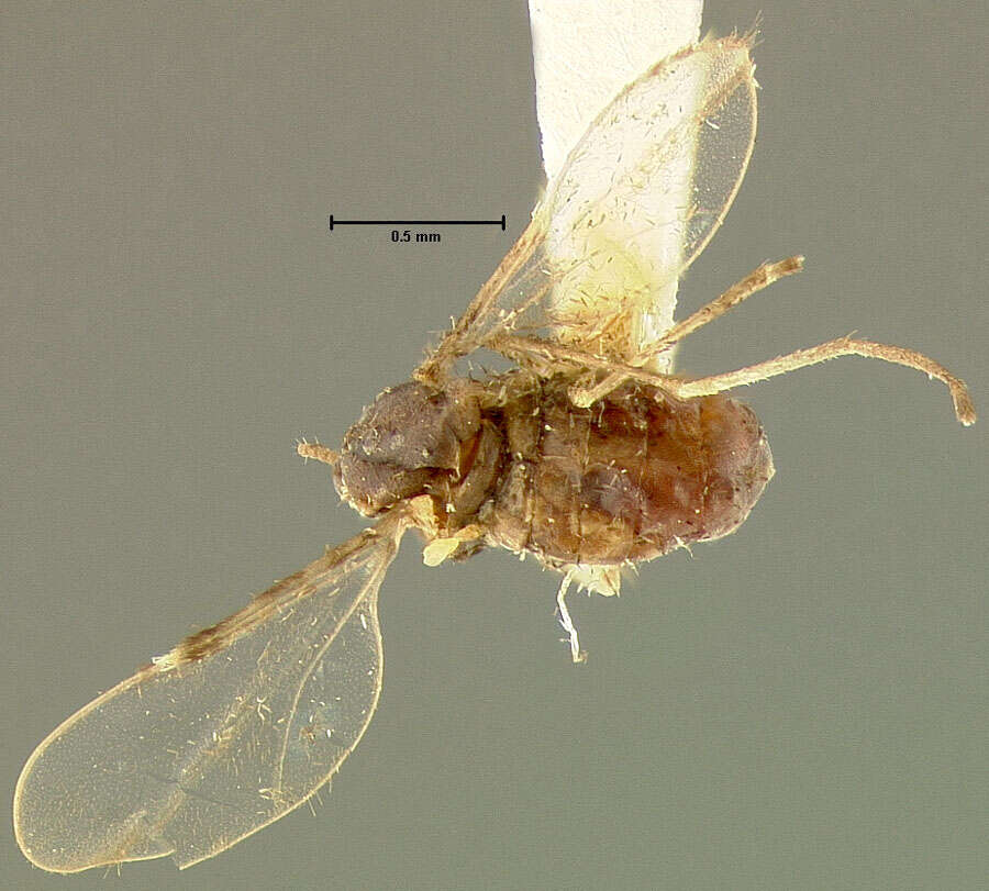 Image of Asteromyia laeviana (Felt 1907)