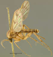Image of Mycetophila procera Loew 1870