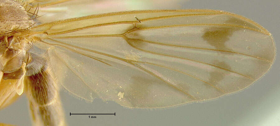 Image of Mycetophila procera Loew 1870