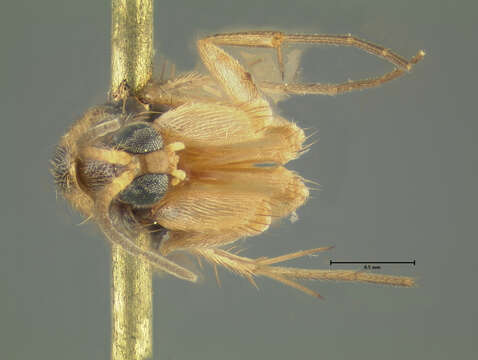 Image of Mycetophila caudata Staeger 1840