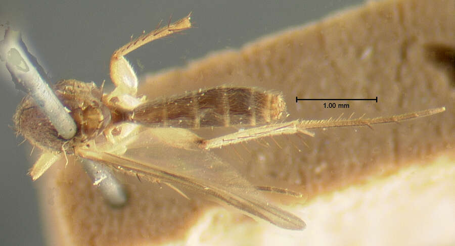 Image of Mycetophila consonans (Laffoon 1957)