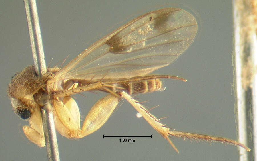 Image of Mycetophila consonans (Laffoon 1957)