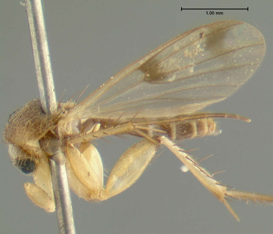 Image of Mycetophila consonans (Laffoon 1957)