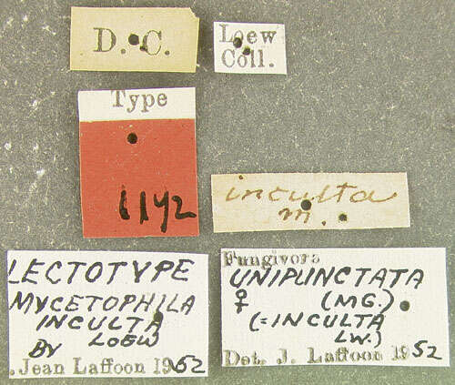 Image of Mycetophila unipunctata Meigen 1818