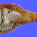 Image of Silver hatchetfish