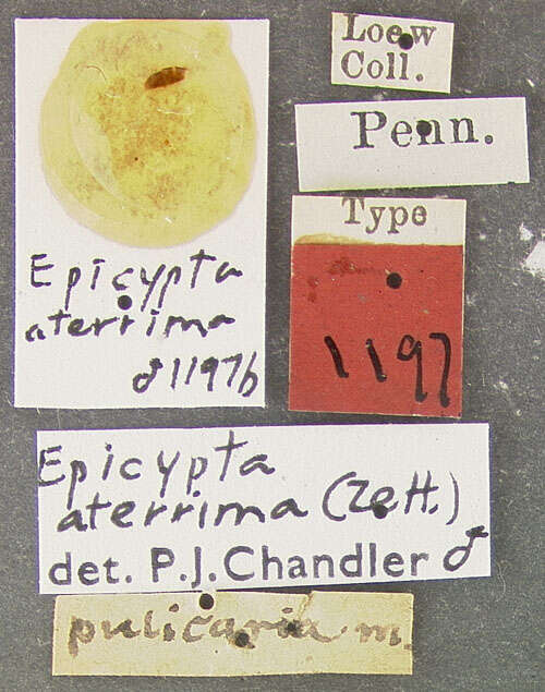 Imagem de Epicypta scatophora (Perris 1849)