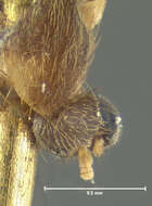 Image of Zygomyia ornata Loew 1870