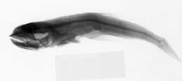 Plancia ëd Pseudoscopelus altipinnis Parr 1933