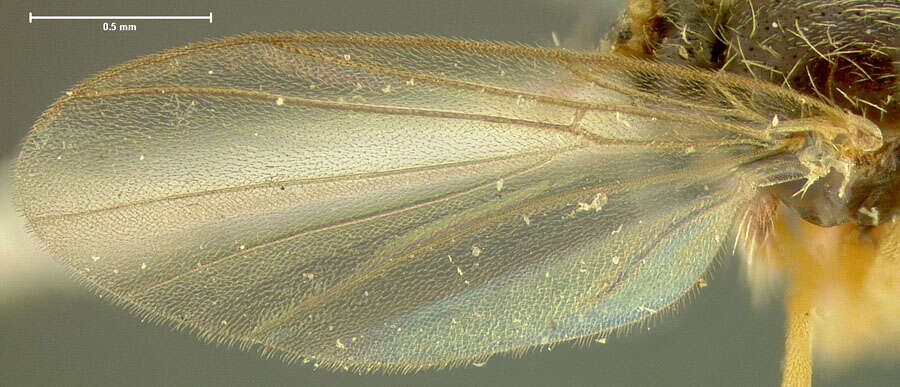 Image of Acnemia psylla Loew 1870