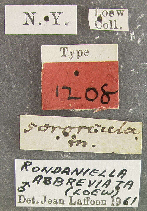 Image of Rondaniella dimidiata (Meigen 1804)