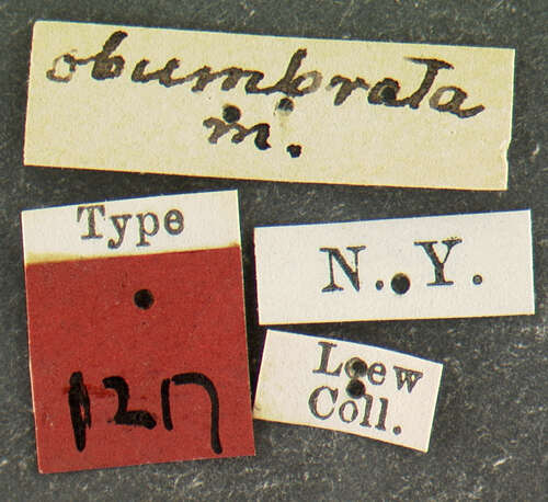 Image of Eudicrana obumbrata Loew 1870