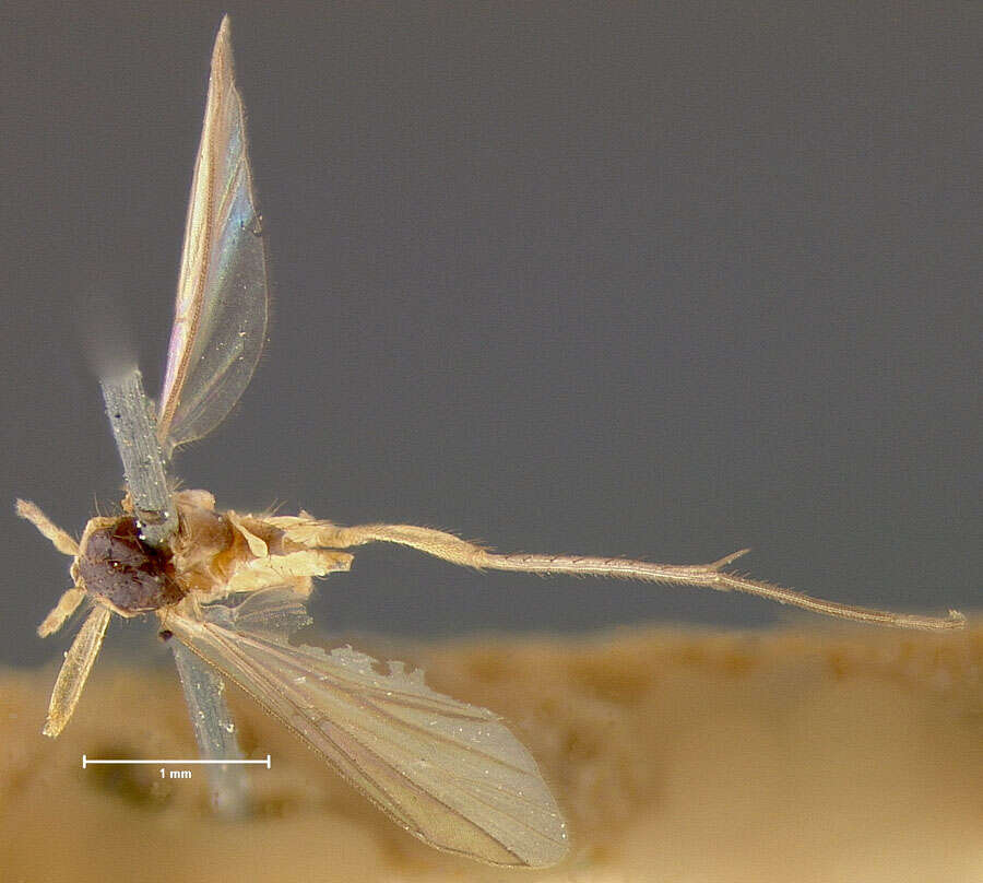 Image of Sciophila tantilla (Loew 1870)