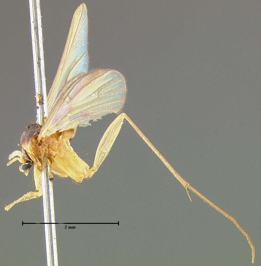 Image of Sciophila tantilla (Loew 1870)