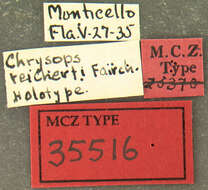 Image of Chrysops reicherti Fairchild 1937