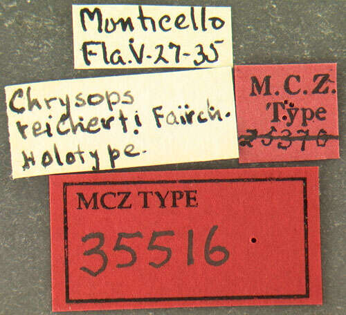 Image of Chrysops reicherti Fairchild 1937