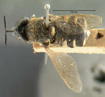 Stratiomys normula (Loew 1866) resmi