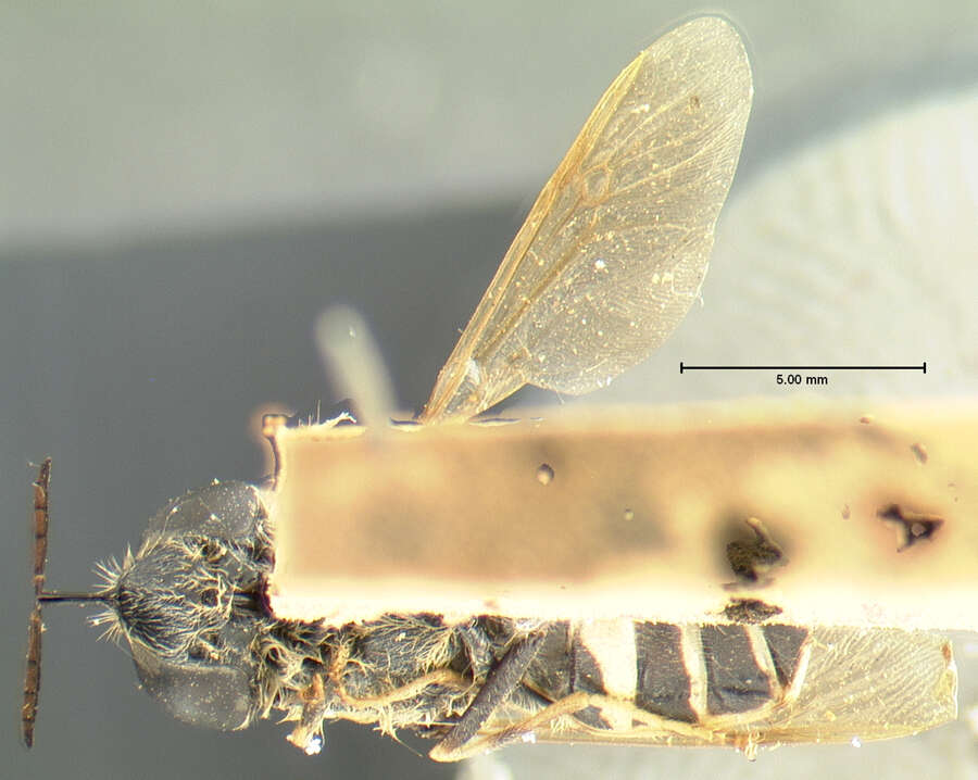 Stratiomys normula (Loew 1866) resmi