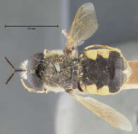 Stratiomys normula (Loew 1866) resmi