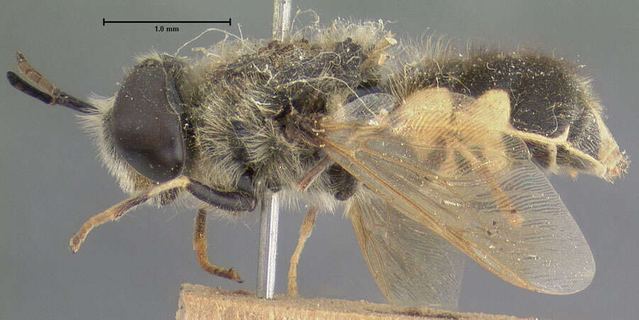 Stratiomys normula (Loew 1866) resmi