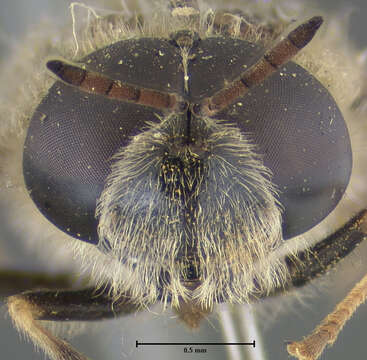 Stratiomys normula (Loew 1866) resmi