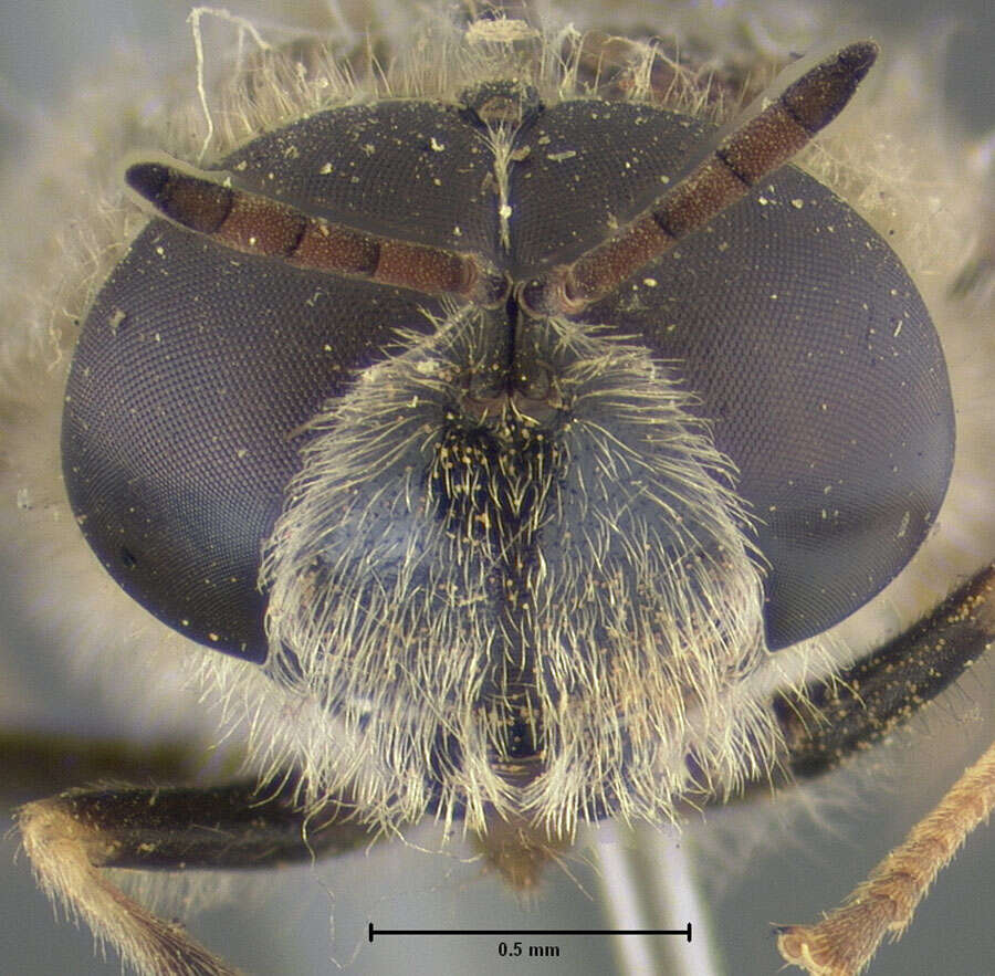 Stratiomys normula (Loew 1866) resmi