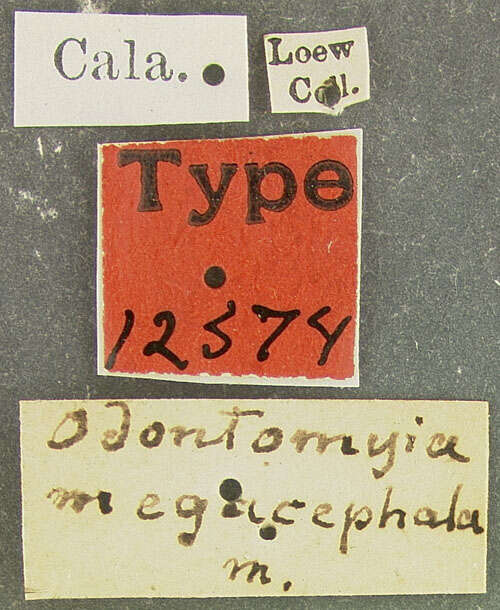 Plancia ëd Odontomyia megacephala Oliver 1811