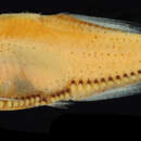 Image of Bighead Portholefish