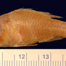 Image of Blackfin Cardinalfish