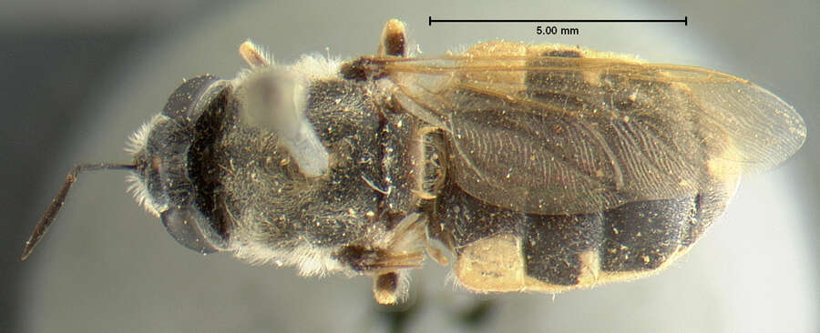 Stratiomys normula (Loew 1866) resmi