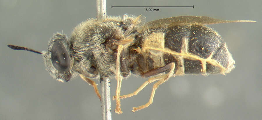 Stratiomys normula (Loew 1866) resmi