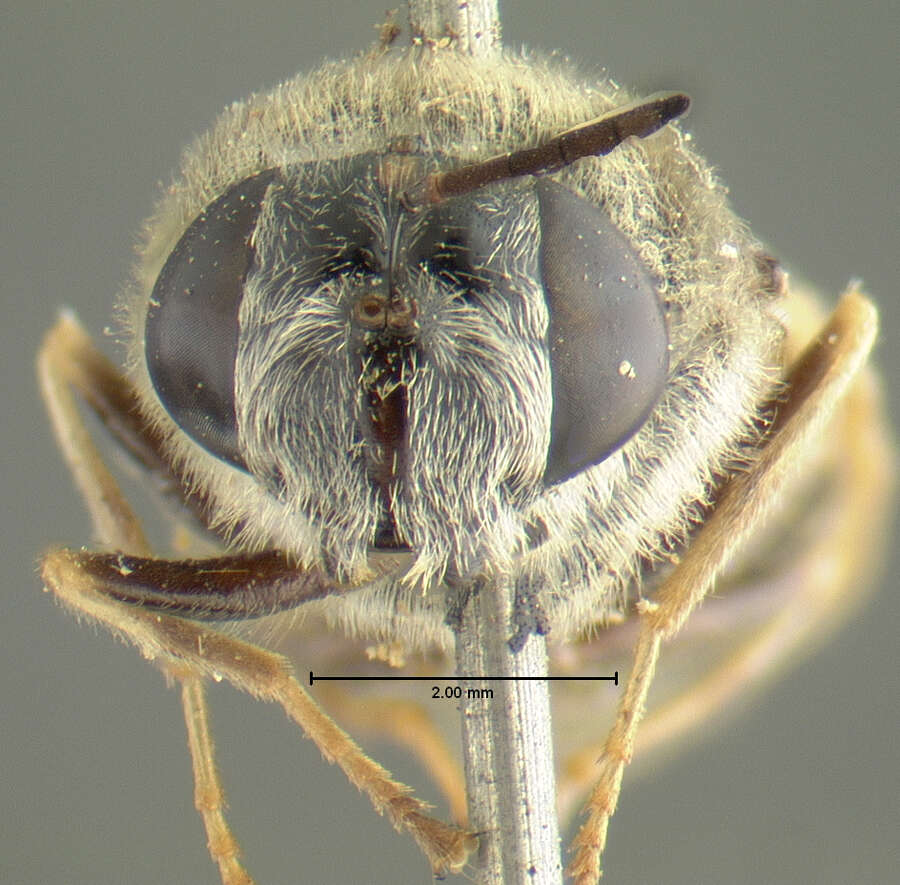 Stratiomys normula (Loew 1866) resmi