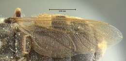 Stratiomys normula (Loew 1866) resmi