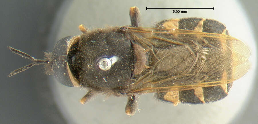 Sivun Stratiomys barbata (Loew 1866) kuva