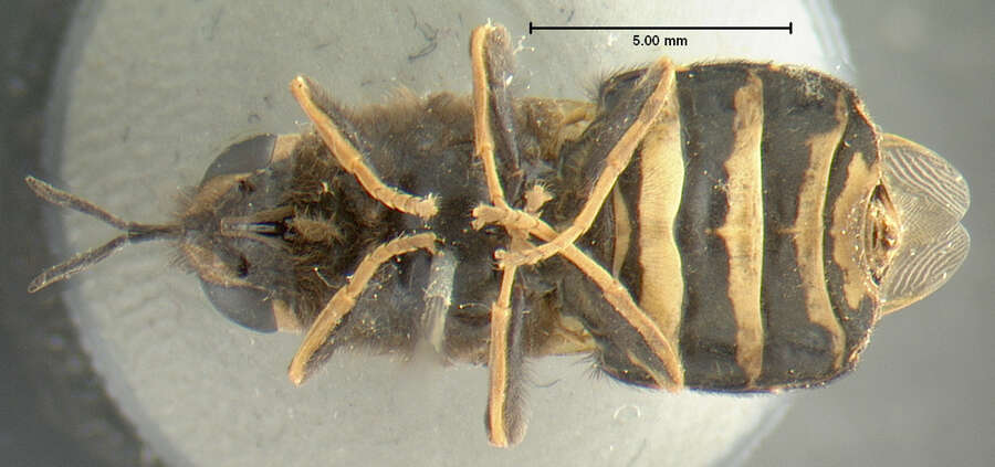 Sivun Stratiomys barbata (Loew 1866) kuva