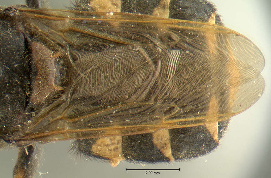 Sivun Stratiomys barbata (Loew 1866) kuva