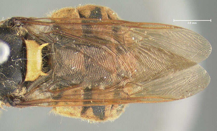 Sivun Stratiomys maculosa (Loew 1866) kuva