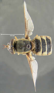 Plancia ëd Odontomyia bermudensis Johnson 1913