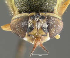 Plancia ëd Odontomyia bermudensis Johnson 1913