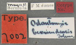 Plancia ëd Odontomyia bermudensis Johnson 1913