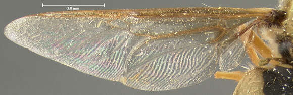 Plancia ëd Odontomyia bermudensis Johnson 1913