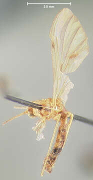 Image of Macrocera immaculata Johnson 1902