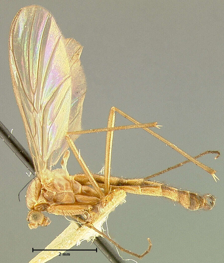 Image of Macrocera trivittata Johnson 1922