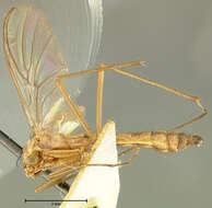 Image of Macrocera trivittata Johnson 1922