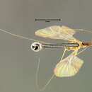 Image of Macrocera floridana Johnson 1926