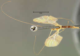 Image of Macrocera floridana Johnson 1926