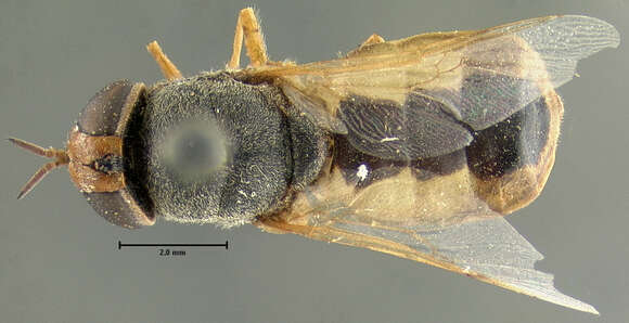 Plancia ëd Odontomyia hydroleonoides Johnson 1895