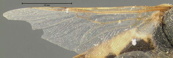 Plancia ëd Odontomyia hydroleonoides Johnson 1895