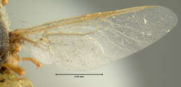 Image of Odontomyia aldrichi Johnson 1895