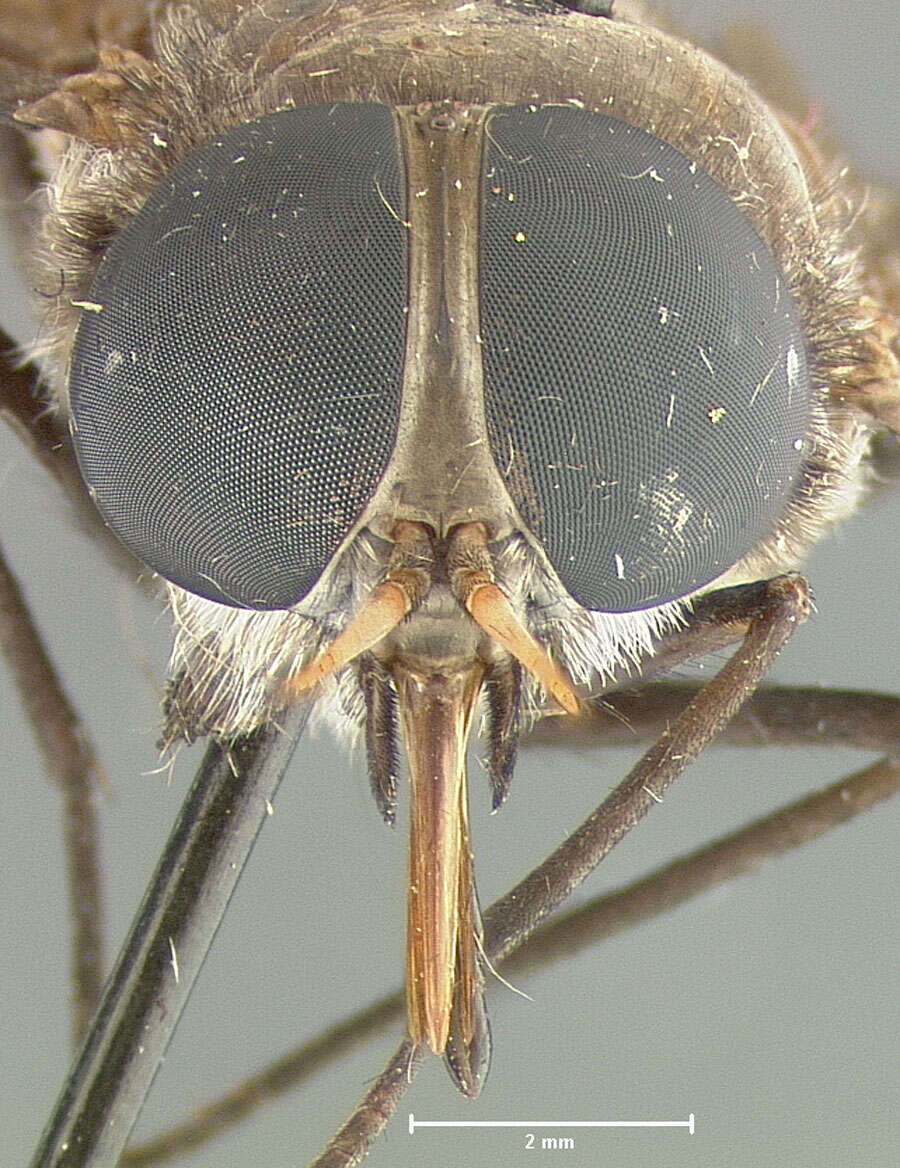 Image of Esenbeckia chagresensis Fairchild 1942