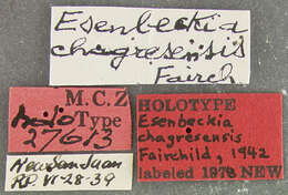 Image of Esenbeckia chagresensis Fairchild 1942